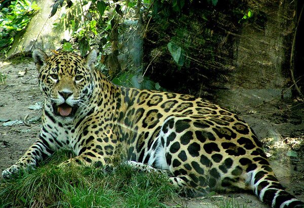Шьонбрун - най-старата зоологическа градина в света (Schonbrunn Zoo)